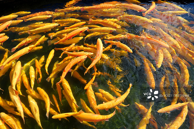 新疆博尔塔拉蒙古自治州温泉县冷水鱼图片素材