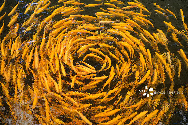 新疆博尔塔拉蒙古自治州温泉县冷水鱼图片素材