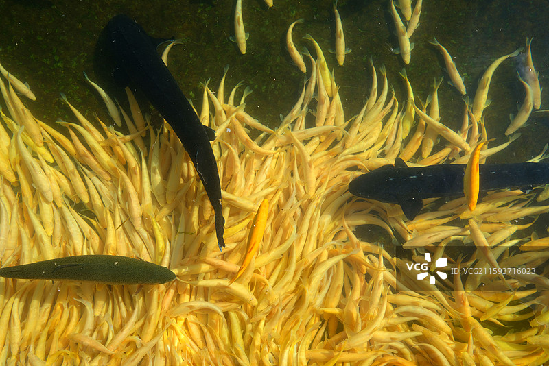 新疆博尔塔拉蒙古自治州温泉县冷水鱼图片素材