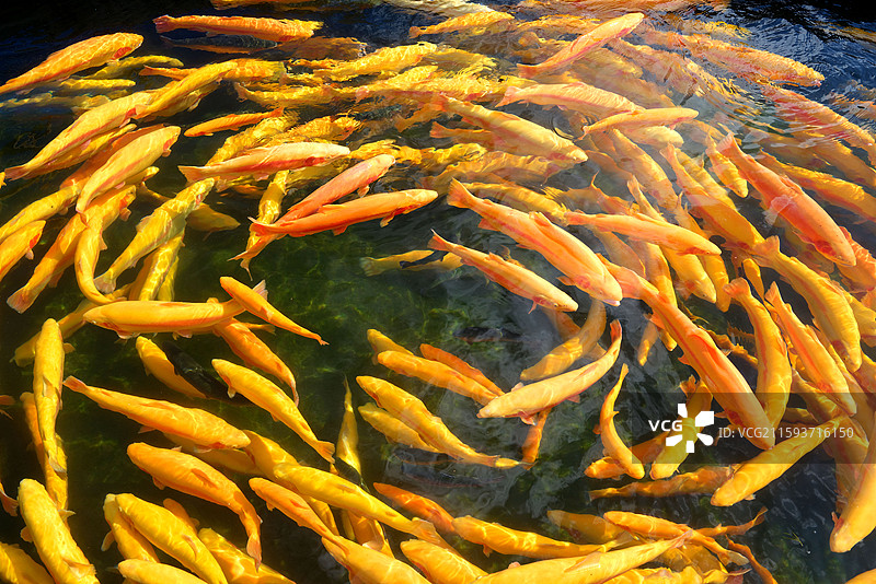 新疆博尔塔拉蒙古自治州温泉县冷水鱼图片素材