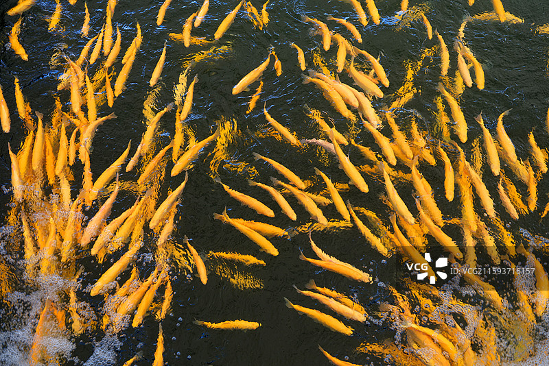 新疆博尔塔拉蒙古自治州温泉县冷水鱼图片素材