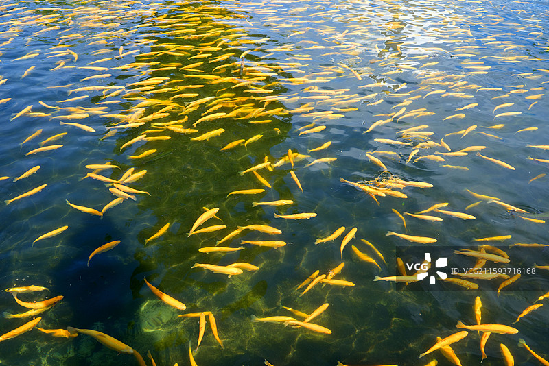 新疆博尔塔拉蒙古自治州温泉县冷水鱼图片素材