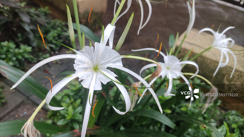 雨后蜘蛛兰花朵特写图片素材