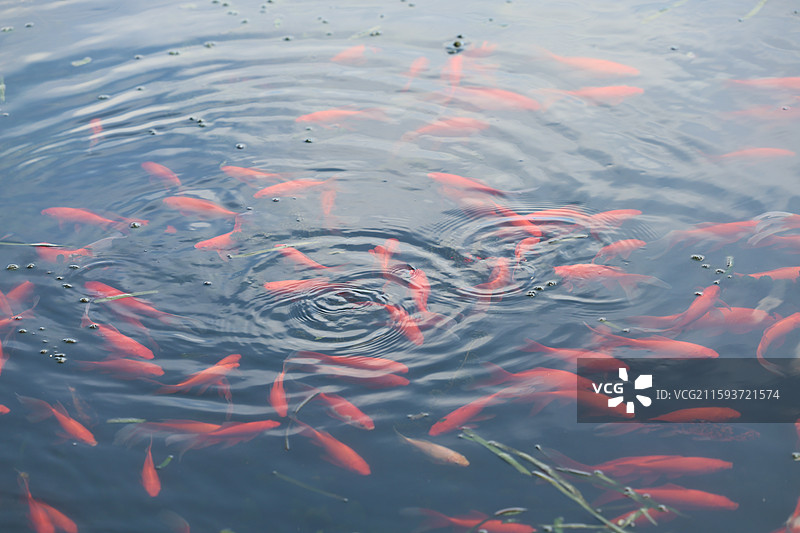 江南水乡传统建筑寺庙池塘荷花荷叶睡莲水景特写图片素材