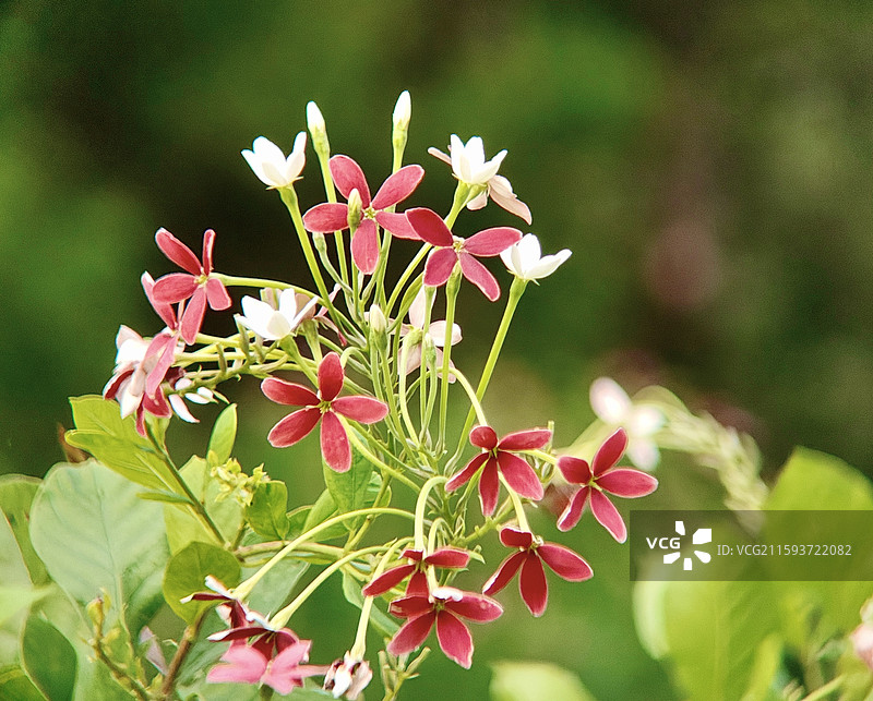 使君子花图片素材
