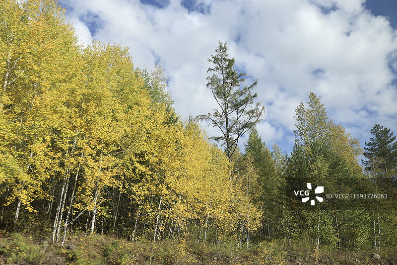 中国境内最北端乌苏里浅滩自然风光中国最北点地理标识我找到北了落叶松图片素材