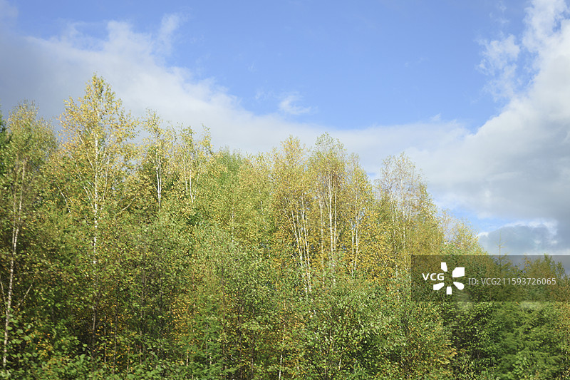 中国境内最北端乌苏里浅滩自然风光中国最北点地理标识我找到北了落叶松图片素材