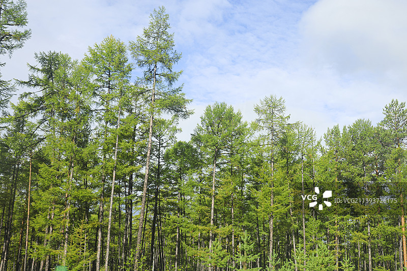 中国境内最北端乌苏里浅滩自然风光中国最北点地理标识我找到北了落叶松图片素材