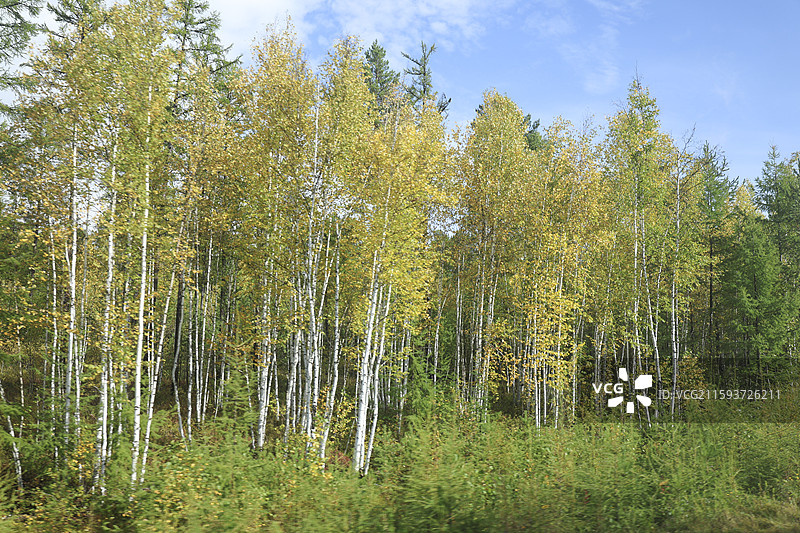 中国境内最北端乌苏里浅滩自然风光中国最北点地理标识我找到北了落叶松图片素材