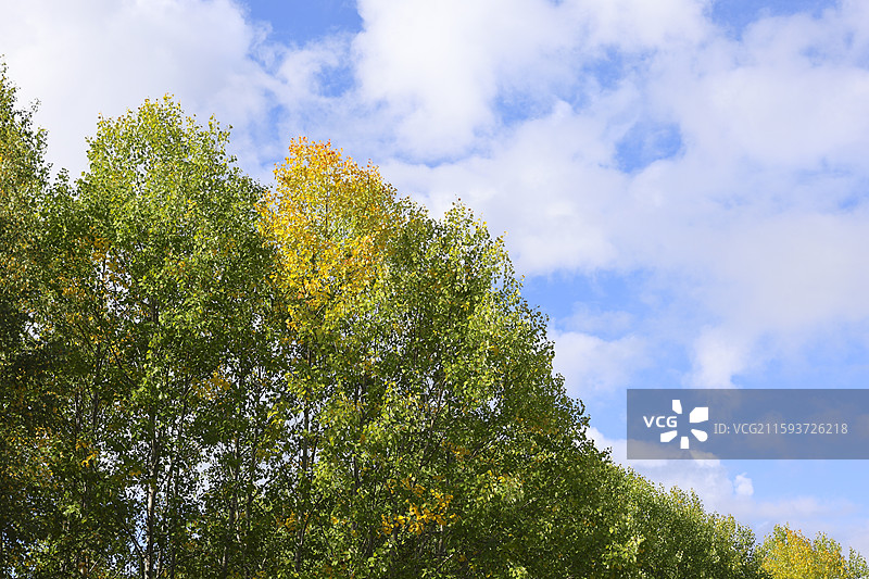 中国境内最北端乌苏里浅滩自然风光中国最北点地理标识我找到北了落叶松图片素材