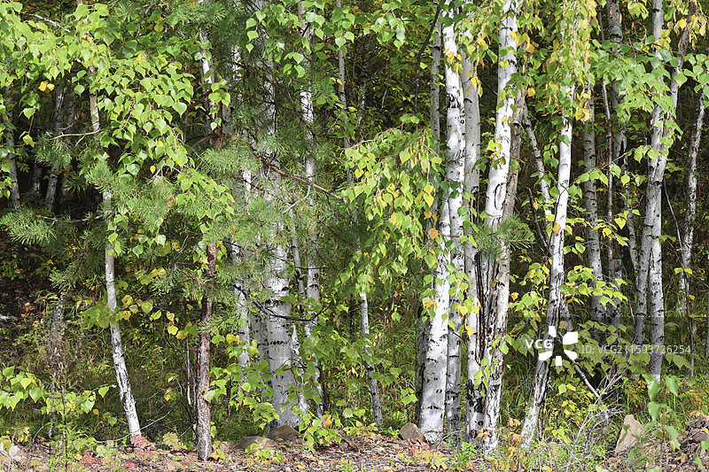 中国境内最北端乌苏里浅滩自然风光中国最北点地理标识我找到北了落叶松图片素材