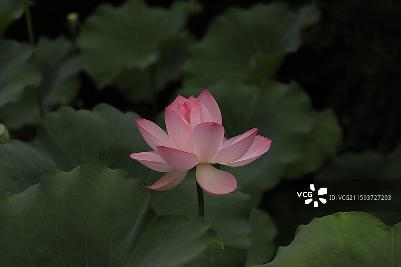 出淤泥而不染，濯清涟而不妖图片素材