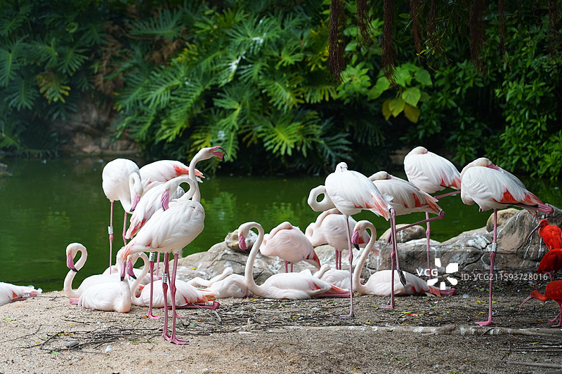 火烈鸟图片素材