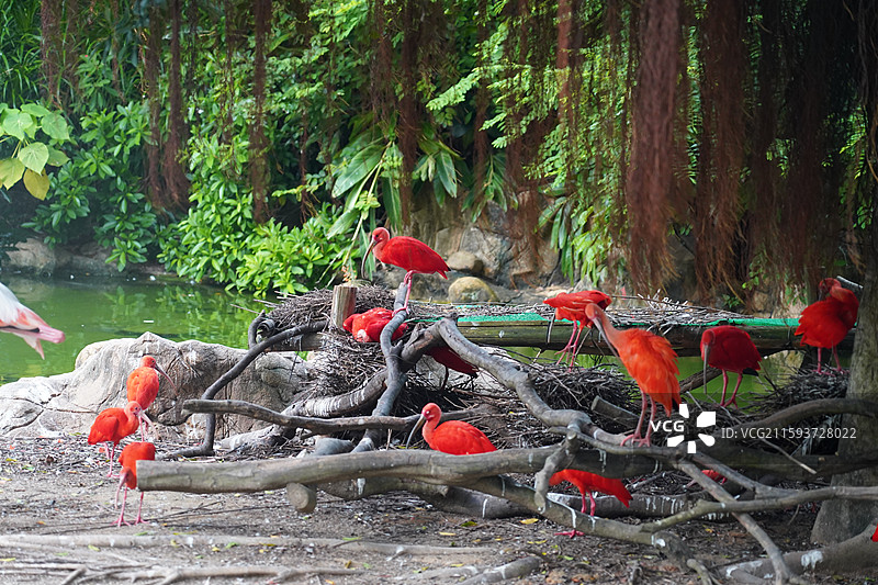 火烈鸟图片素材