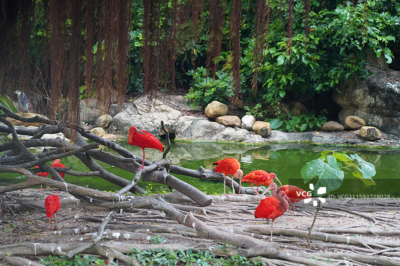 火烈鸟图片素材