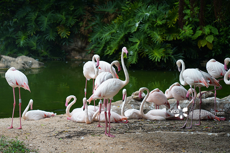 火烈鸟图片素材