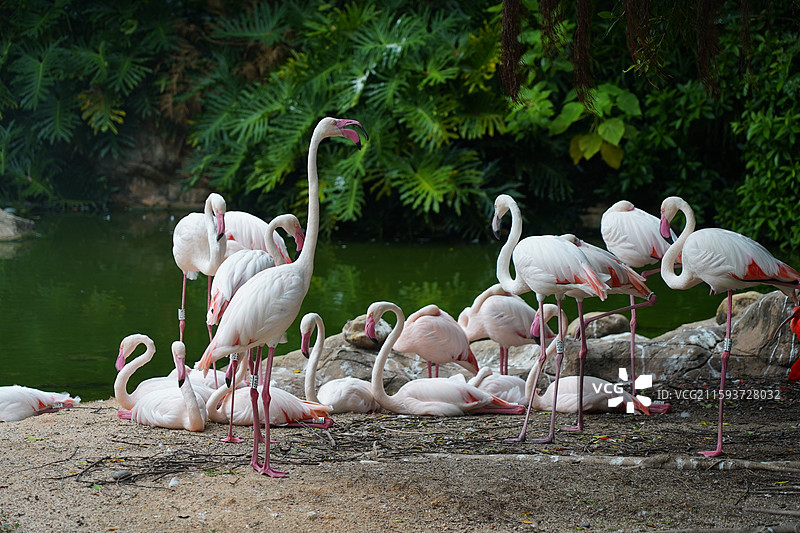 火烈鸟图片素材