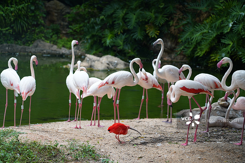 火烈鸟图片素材