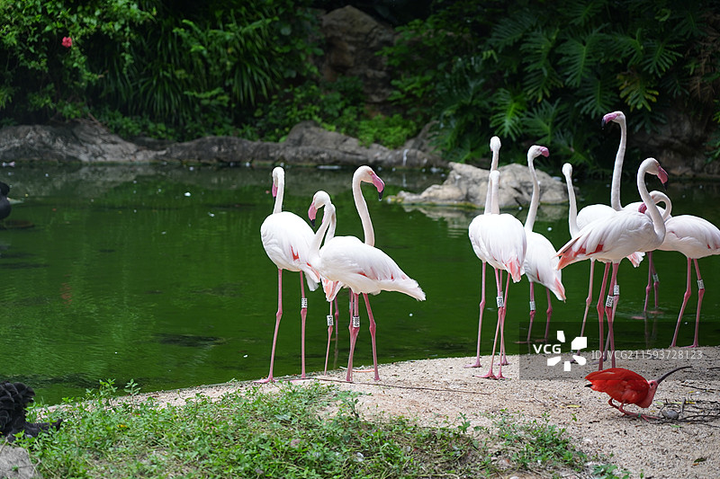 火烈鸟图片素材