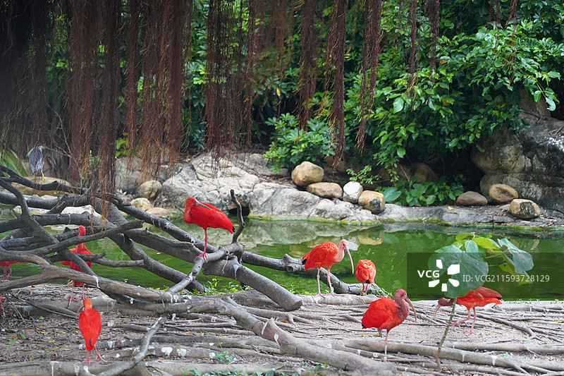 火烈鸟图片素材