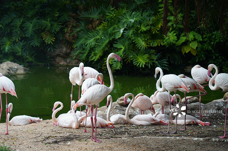 火烈鸟图片素材