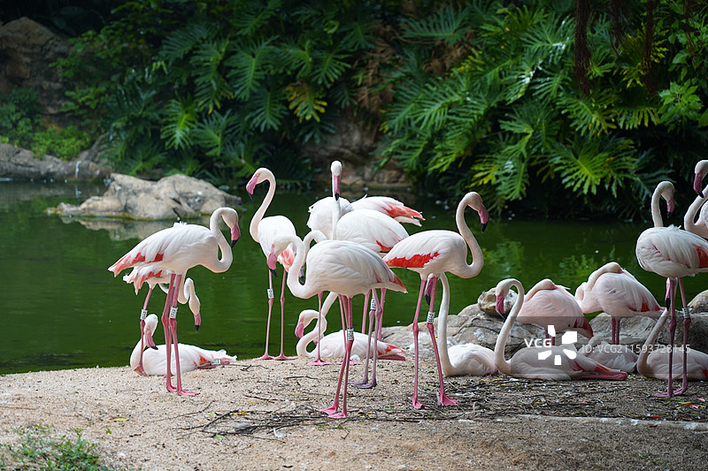 火烈鸟图片素材
