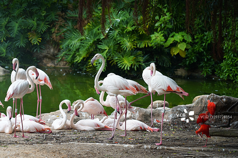 火烈鸟图片素材