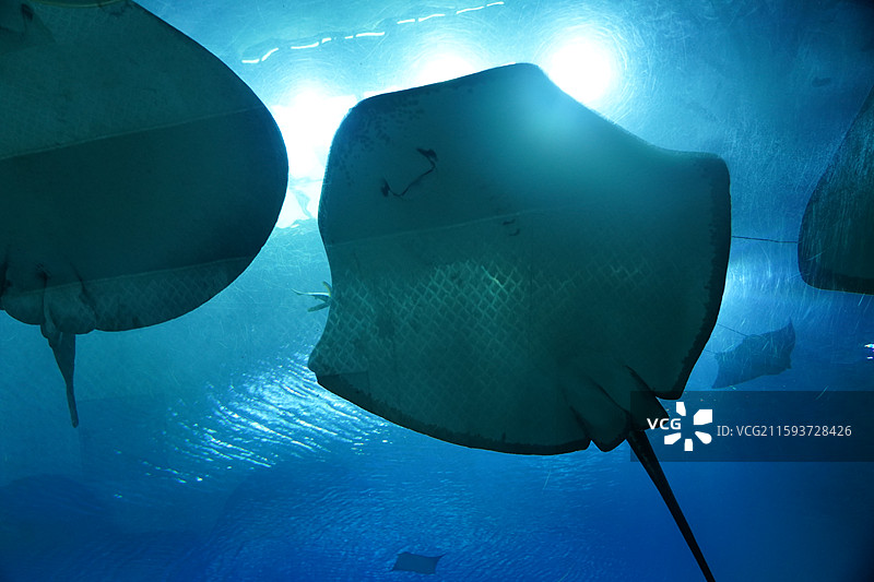 鲨鱼石斑鱼鳐鱼狮子鱼巨骨舌鱼海豚海狮海豹图片素材