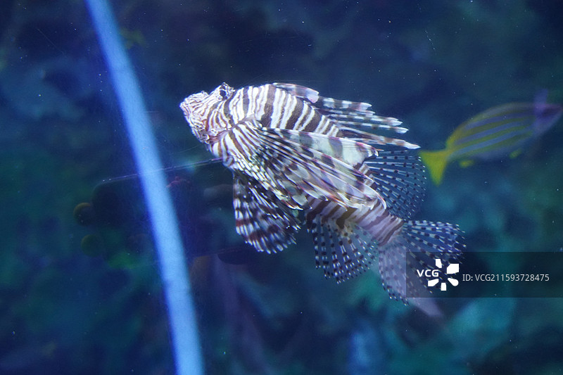 鲨鱼石斑鱼鳐鱼狮子鱼巨骨舌鱼海豚海狮海豹图片素材