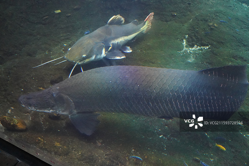鲨鱼石斑鱼鳐鱼狮子鱼巨骨舌鱼海豚海狮海豹图片素材