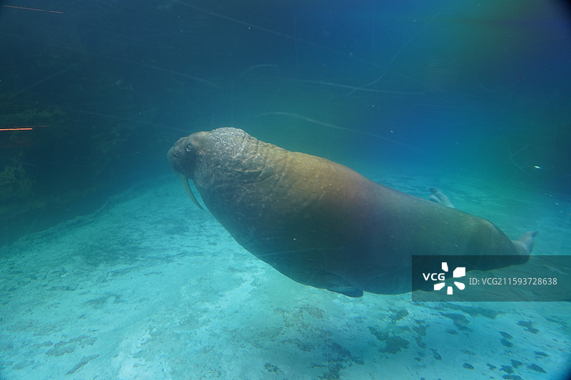 鲨鱼石斑鱼鳐鱼狮子鱼巨骨舌鱼海豚海狮海豹图片素材