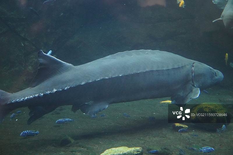 鲨鱼石斑鱼鳐鱼狮子鱼巨骨舌鱼海豚海狮海豹图片素材
