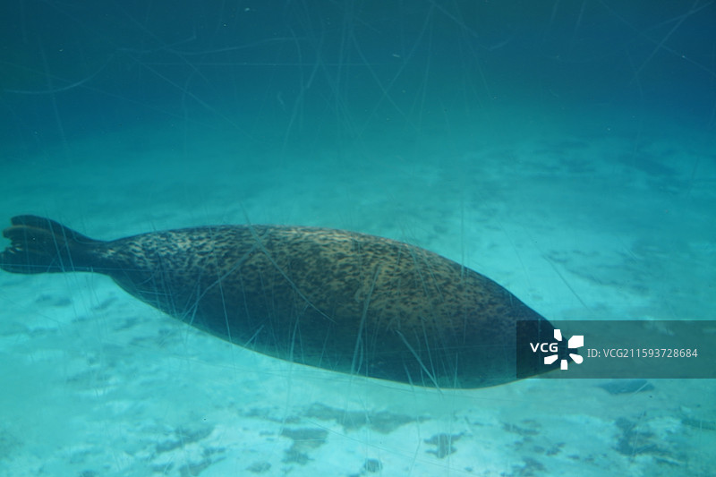 鲨鱼石斑鱼鳐鱼狮子鱼巨骨舌鱼海豚海狮海豹图片素材