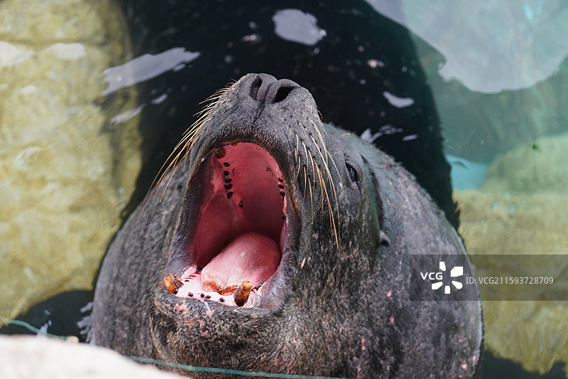 鲨鱼石斑鱼鳐鱼狮子鱼巨骨舌鱼海豚海狮海豹图片素材