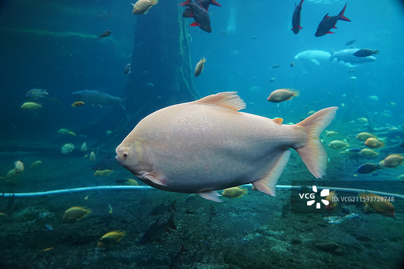鲨鱼石斑鱼鳐鱼狮子鱼巨骨舌鱼海豚海狮海豹图片素材