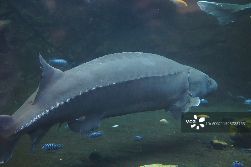 鲨鱼石斑鱼鳐鱼狮子鱼巨骨舌鱼海豚海狮海豹图片素材