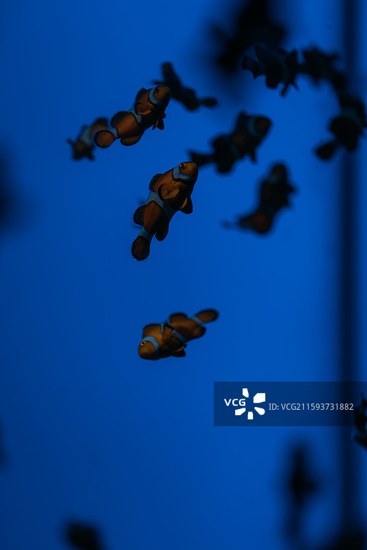 水族馆里的小丑鱼图片素材