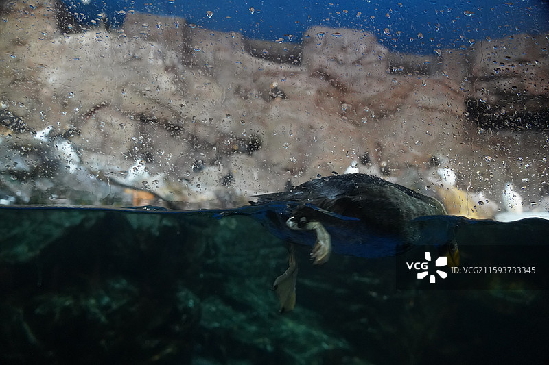 珠海长隆的企鹅图片素材