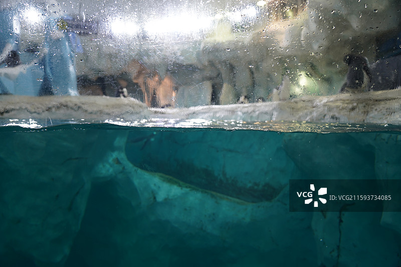 珠海长隆的企鹅图片素材