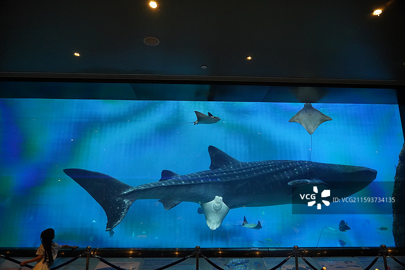 珠海长隆的鲸鲨图片素材