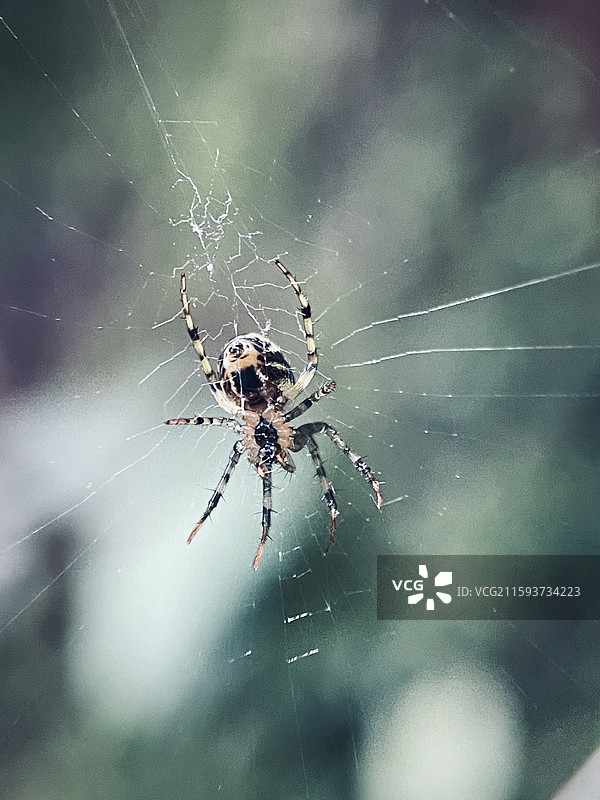 网上蜘蛛侠图片素材