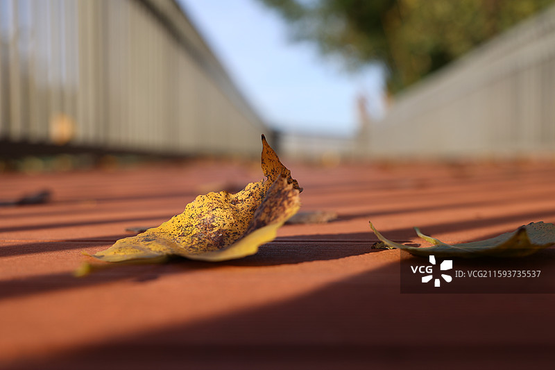 枯树落叶图片素材