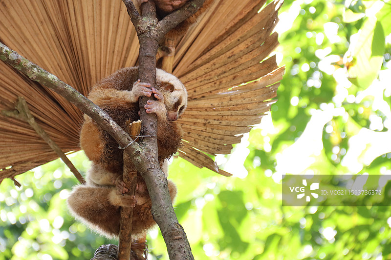 西双版纳图片素材