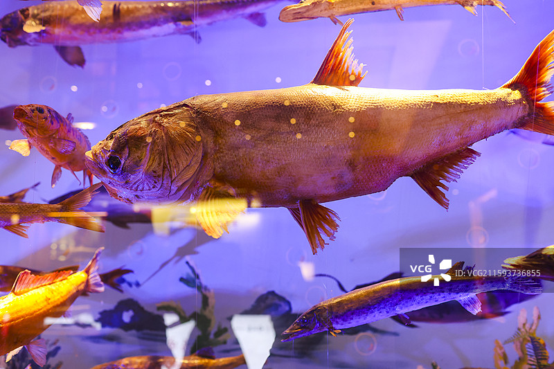 哈尔滨福成厚餐厅展示的寒地江鱼标本展缸图片素材