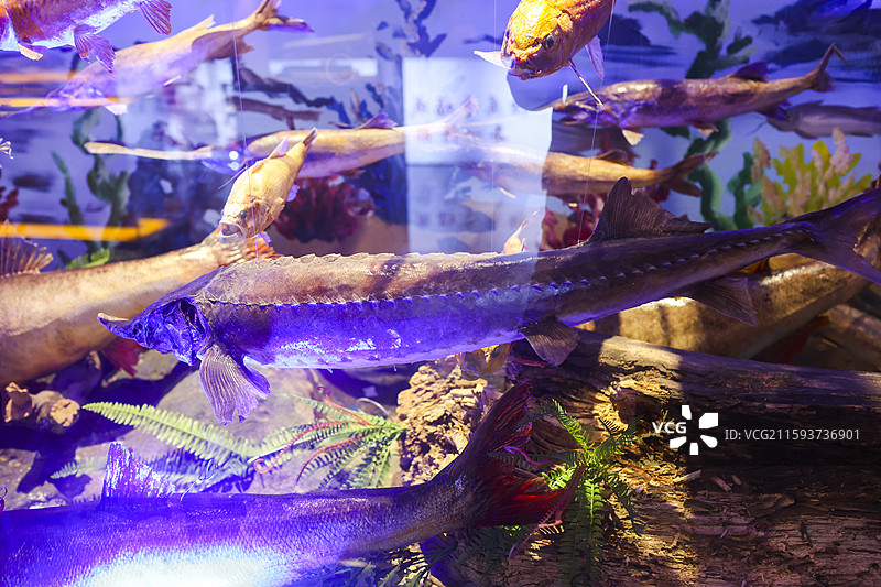哈尔滨福成厚餐厅展示的寒地江鱼标本展缸图片素材