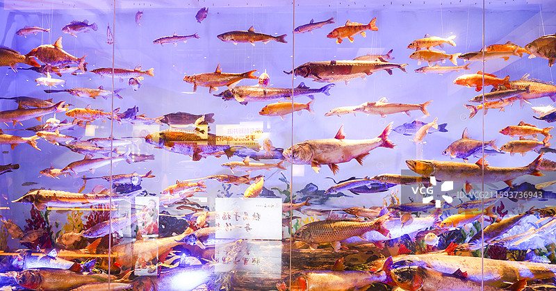 哈尔滨福成厚餐厅展示的寒地江鱼标本展缸图片素材