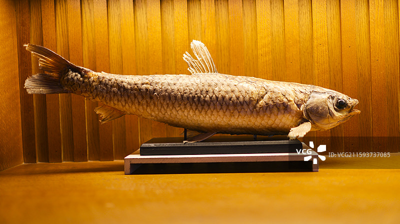 东北福成厚餐厅展示的东北“三花五罗”等鱼类标本组图图片素材