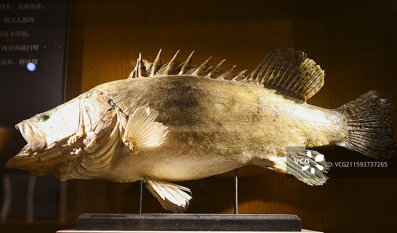 东北福成厚餐厅展示的东北“三花五罗”等鱼类标本组图图片素材
