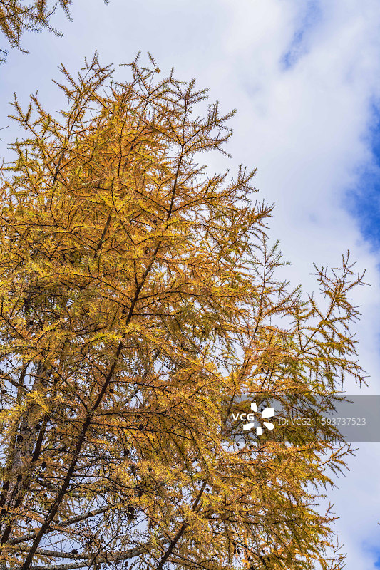 汉中情人谷清晨图片素材