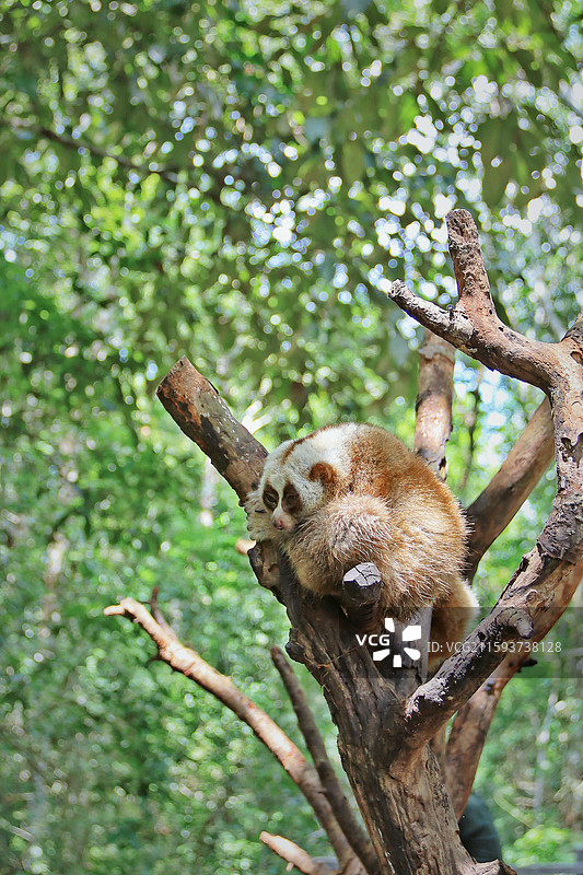 西双版纳图片素材